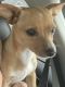 Chiweenie Puppies for sale in Hollister, CA 95023, USA. price: NA
