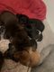 Chiweenie Puppies for sale in Beardstown, IL 62618, USA. price: $400