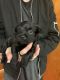 Chiweenie Puppies for sale in Circleville, OH 43113, USA. price: $400