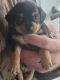 Chiweenie Puppies for sale in Tokeland, WA 98590, USA. price: NA