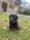 Chiweenie Puppies for sale in Smyrna, TN, USA. price: NA