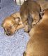 Chiweenie Puppies for sale in Southern Hills CC, Tulsa, OK 74136, USA. price: $400
