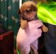 Chiweenie Puppies for sale in Rome, GA, USA. price: $500