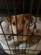 Chiweenie Puppies for sale in Phenix City, AL, USA. price: $300