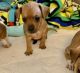 Chiweenie Puppies for sale in Fairfield, CT, USA. price: $500