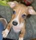 Chiweenie Puppies for sale in Fairfield, CT, USA. price: NA