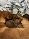 Chiweenie Puppies for sale in Tillamook, OR 97141, USA. price: $500
