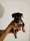 Chiweenie Puppies for sale in Longview, TX, USA. price: NA