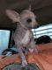 Chiweenie Puppies for sale in Killeen, TX, USA. price: NA
