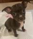 Chiweenie Puppies for sale in Newville, AL 36353, USA. price: $850