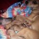 Chiweenie Puppies for sale in Lake Station, IN, USA. price: $600