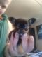 Chiweenie Puppies for sale in Arlington, WA 98223, USA. price: $900
