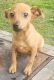 Chiweenie Puppies for sale in Winston-Salem, NC, USA. price: $100
