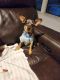 Chiweenie Puppies for sale in Lakeland, FL 33810, USA. price: $500