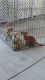 Chiweenie Puppies for sale in Lake Placid, FL 33852, USA. price: $950