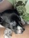 Chiweenie Puppies for sale in Highland Heights, KY, USA. price: $300
