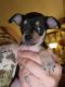 Chiweenie Puppies for sale in Lind, WA 99341, USA. price: NA