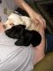 Chiweenie Puppies for sale in Tyler, TX 75702, USA. price: $500