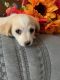 Chiweenie Puppies for sale in Gastonia, NC, USA. price: $350