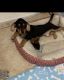 Chiweenie Puppies for sale in Sebring, FL, USA. price: $200