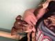 Chiweenie Puppies for sale in Penhook, VA 24137, USA. price: $350