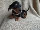 Chiweenie Puppies for sale in Canton, GA, USA. price: NA