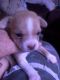 Chiweenie Puppies for sale in Highlands, TX, USA. price: $600