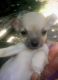 Chiweenie Puppies for sale in 1450 Morris Creek Rd, Granite Falls, NC 28630, USA. price: $75