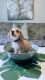Chiweenie Puppies for sale in Oxford, MA 01540, USA. price: $800