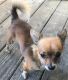Chiweenie Puppies for sale in Americus, GA, USA. price: NA