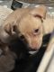 Chiweenie Puppies for sale in 1375 Argonnia Ln, Dandridge, TN 37725, USA. price: $20,000