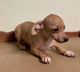 Chiweenie Puppies for sale in Pigeon Forge, TN, USA. price: $400
