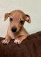 Chiweenie Puppies for sale in Pigeon Forge, TN, USA. price: $400