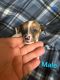 Chiweenie Puppies for sale in Angier, NC 27501, USA. price: $300