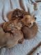 Chiweenie Puppies for sale in Cabot, AR, USA. price: $450