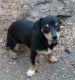 Chiweenie Puppies for sale in Anderson, SC, USA. price: $100