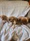 Chiweenie Puppies for sale in Lewiston, ID 83501, USA. price: $500
