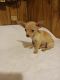 Chiweenie Puppies for sale in Clyde, TX 79510, USA. price: $600