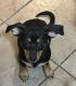 Chiweenie Puppies for sale in Marion, OH 43302, USA. price: $400