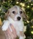 Chiweenie Puppies for sale in Dover, OH, USA. price: $800