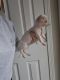 Chiweenie Puppies for sale in Greenwood, IN, USA. price: $600
