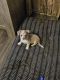 Chiweenie Puppies for sale in New Florence, Pennsylvania. price: $200