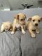 Chiweenie Puppies for sale in El Cajon, California. price: $450
