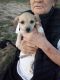 Chiweenie Puppies for sale in Rockland, Idaho. price: $500