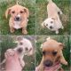 Chiweenie Puppies for sale in Osceola, Missouri. price: $300
