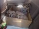 Chiweenie Puppies for sale in Rockland, Idaho. price: $300