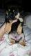 Chiweenie Puppies for sale in Cincinnati, OH, USA. price: $400