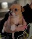 Chiweenie Puppies for sale in Fort Worth, Texas. price: NA