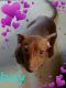 Chiweenie Puppies for sale in Marlow, OK 73055, USA. price: $150