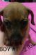Chiweenie Puppies for sale in Joplin, MO, USA. price: $275